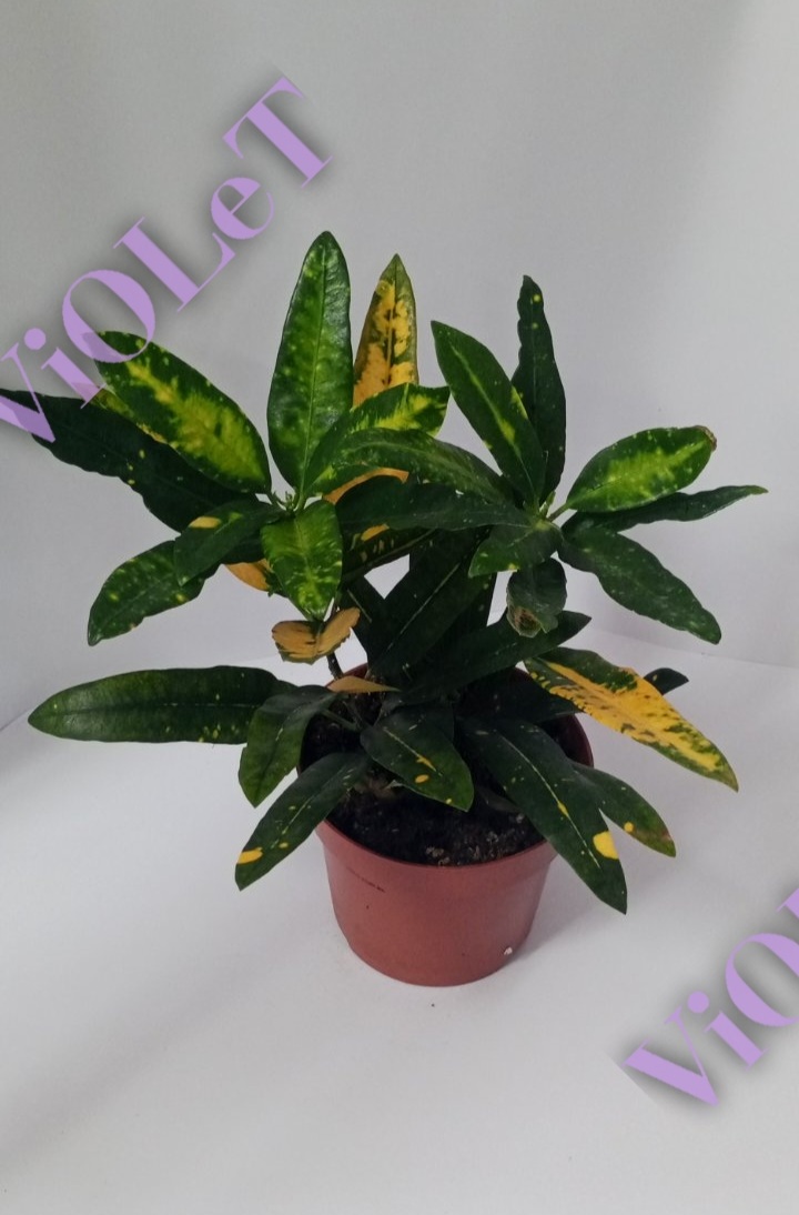 Кротон Sunny Star (12/35) в горщику