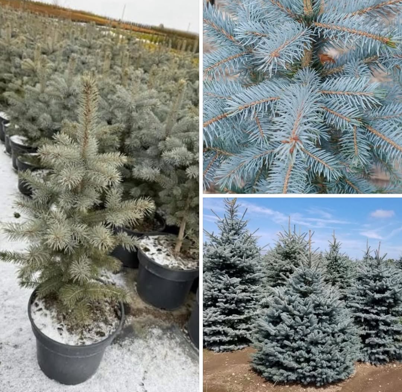 Ялинка супер блю 7,5 л