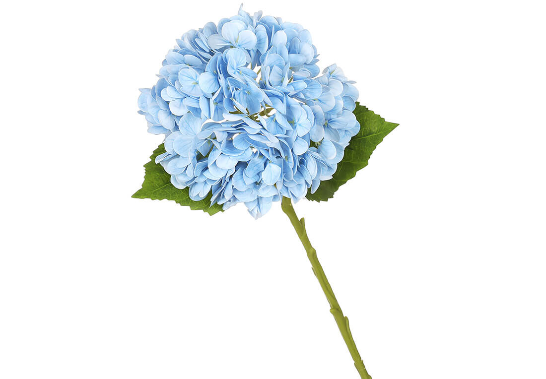 Гортензія латексна