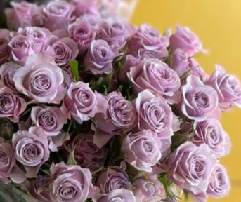 Левендер Квінс (Lavender Queen)