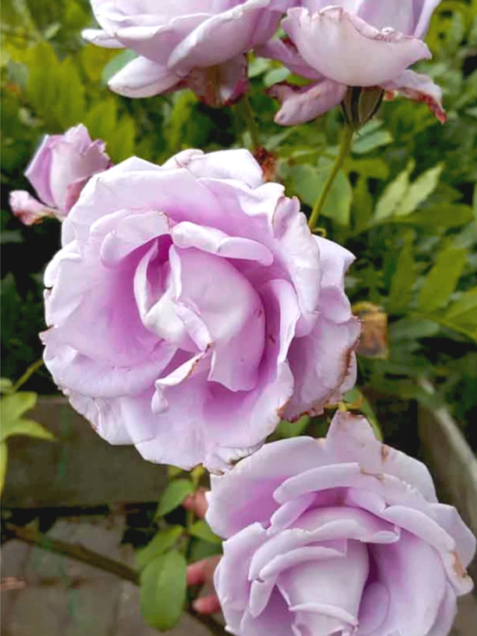 Троянда плетиста Indigoletta