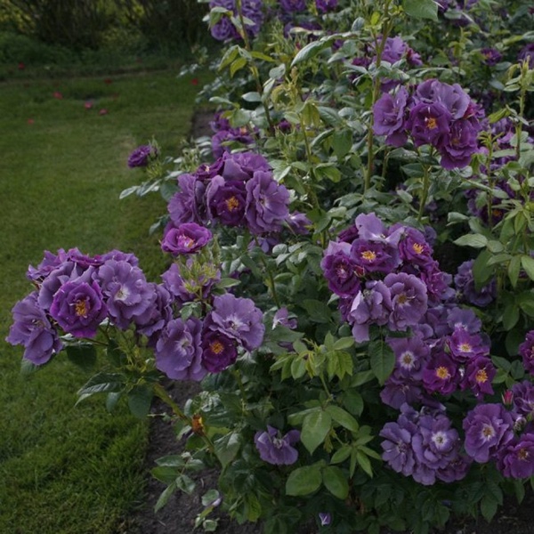 Рапсодія ін Блу — Rhapsody in Blue