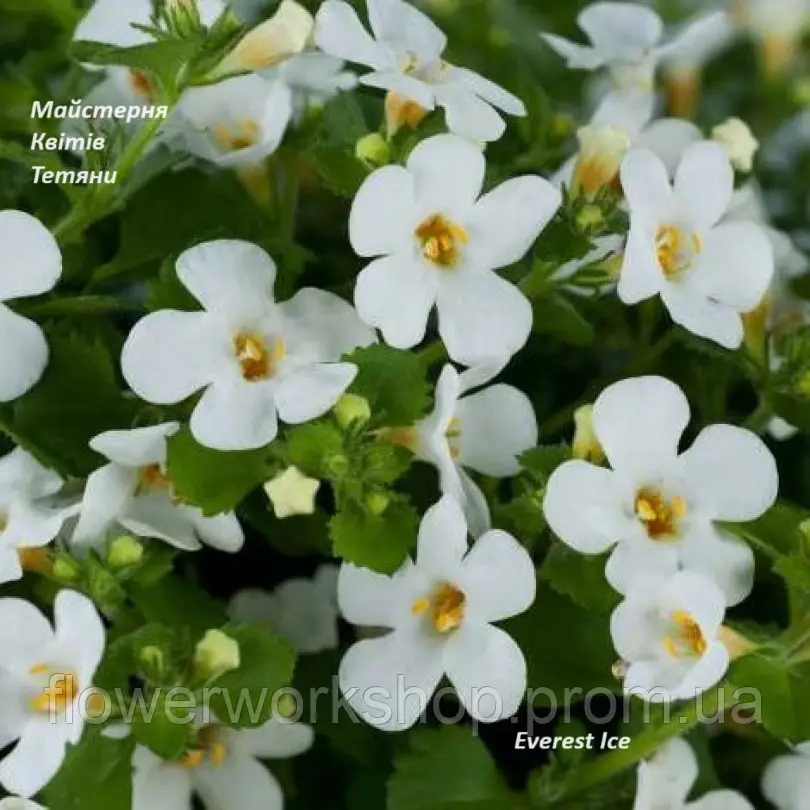 Бакопа Everest Ice (касетна розсада)