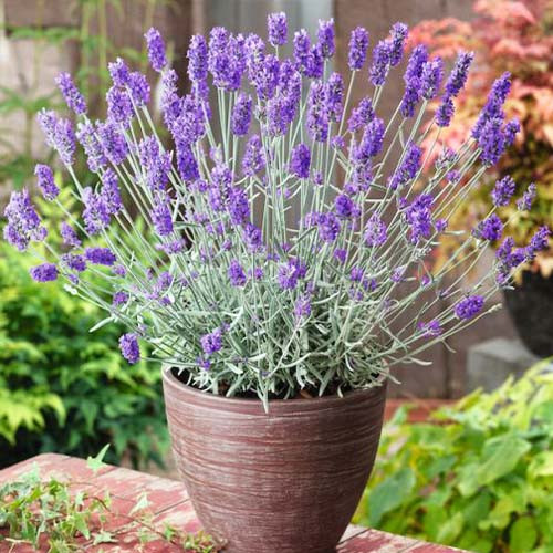🌿 Лаванда вузьколиста (Lavandula angustifolia)