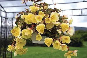 Бегонія ампельна Тuberhybrida Illumination® F1 Lemon (касетна розсада).