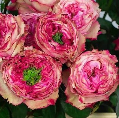 Белісіма Саммерхаус (Bellissima Summerhouse)