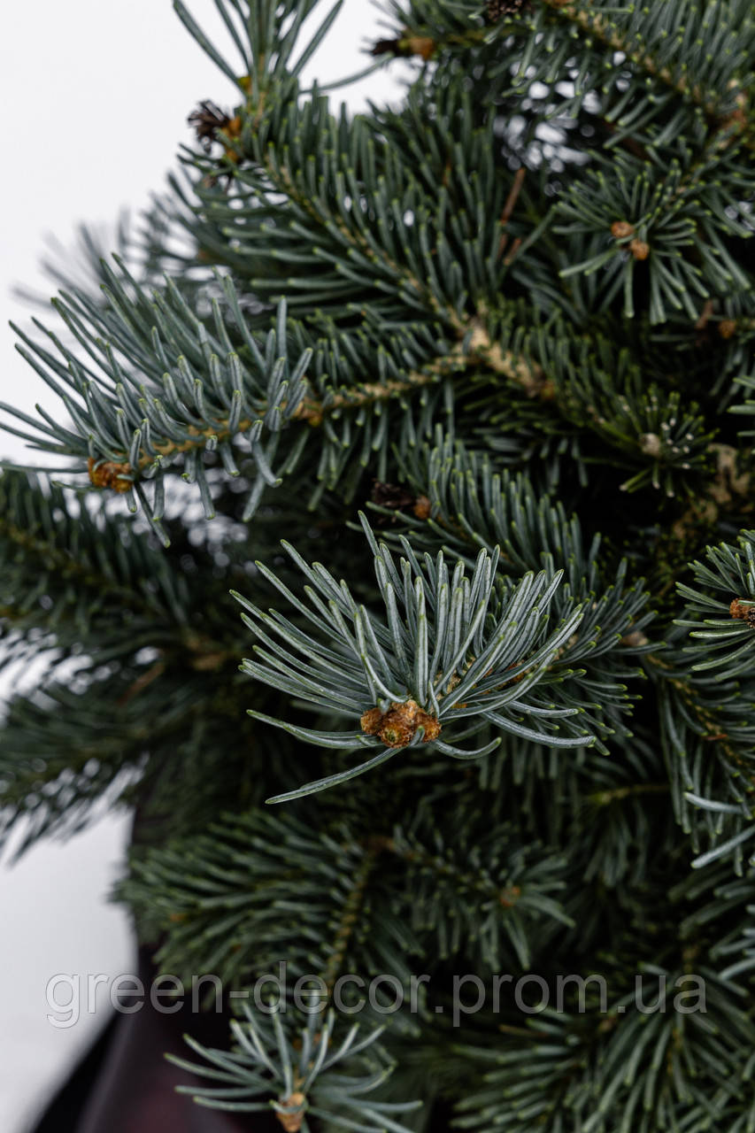 Ялиця субальпійська Арізоніка (Abies lasiocarpa 'Arizonica')/h 50-55