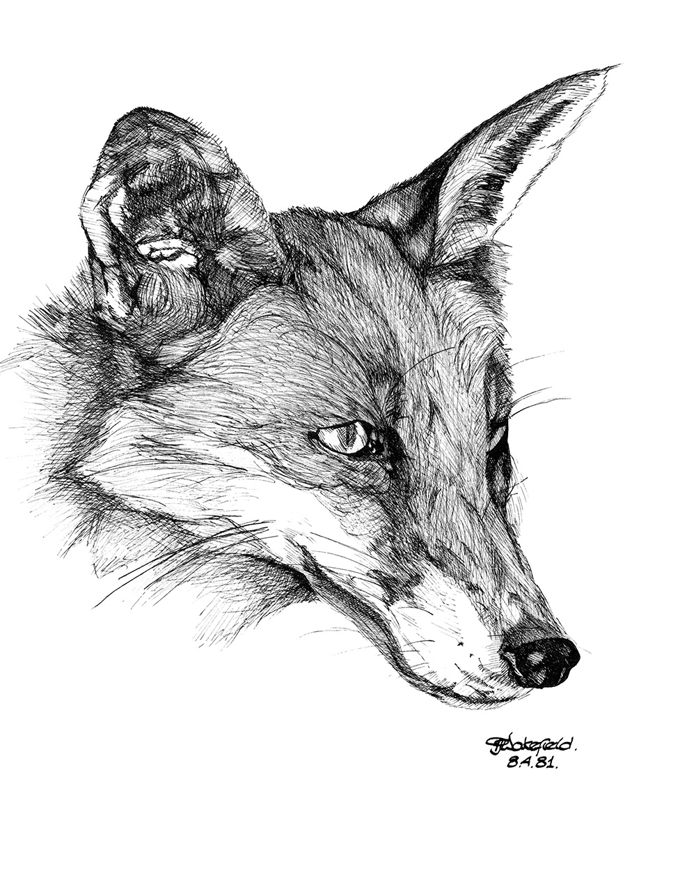 Fox