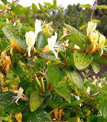 Жимолость японська сітчаста