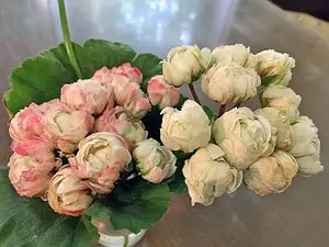 Пеларгонія Prince Gustav — касетна розсада.