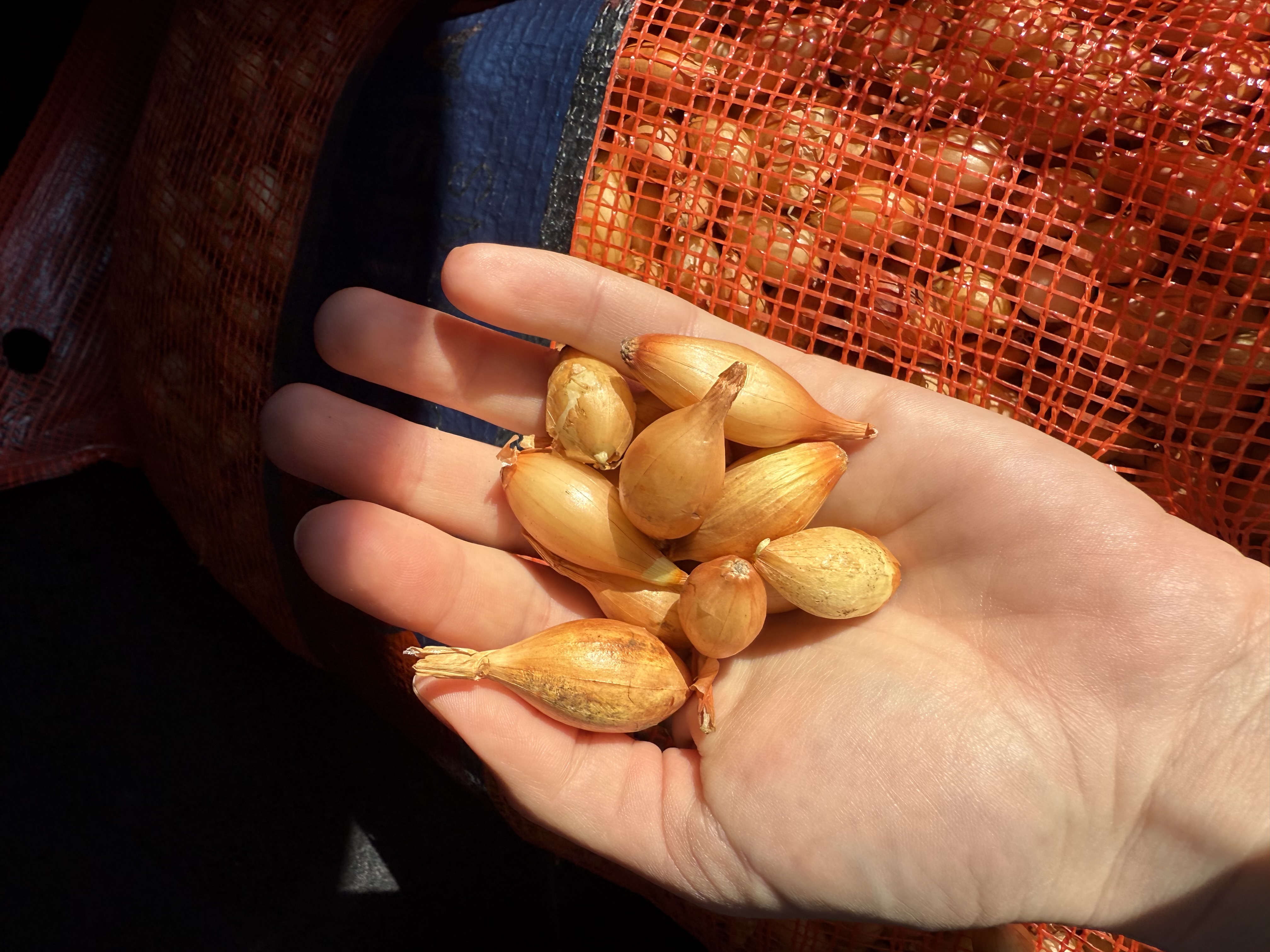 Цибуля радар 1 кг