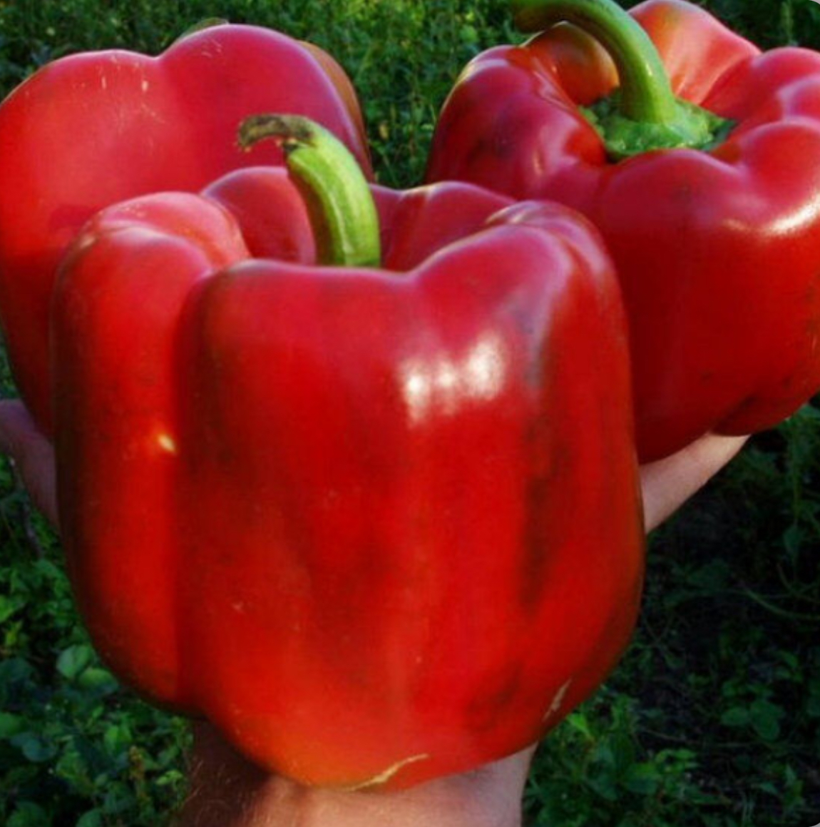 Перець Червоний Велетень 0,3 г