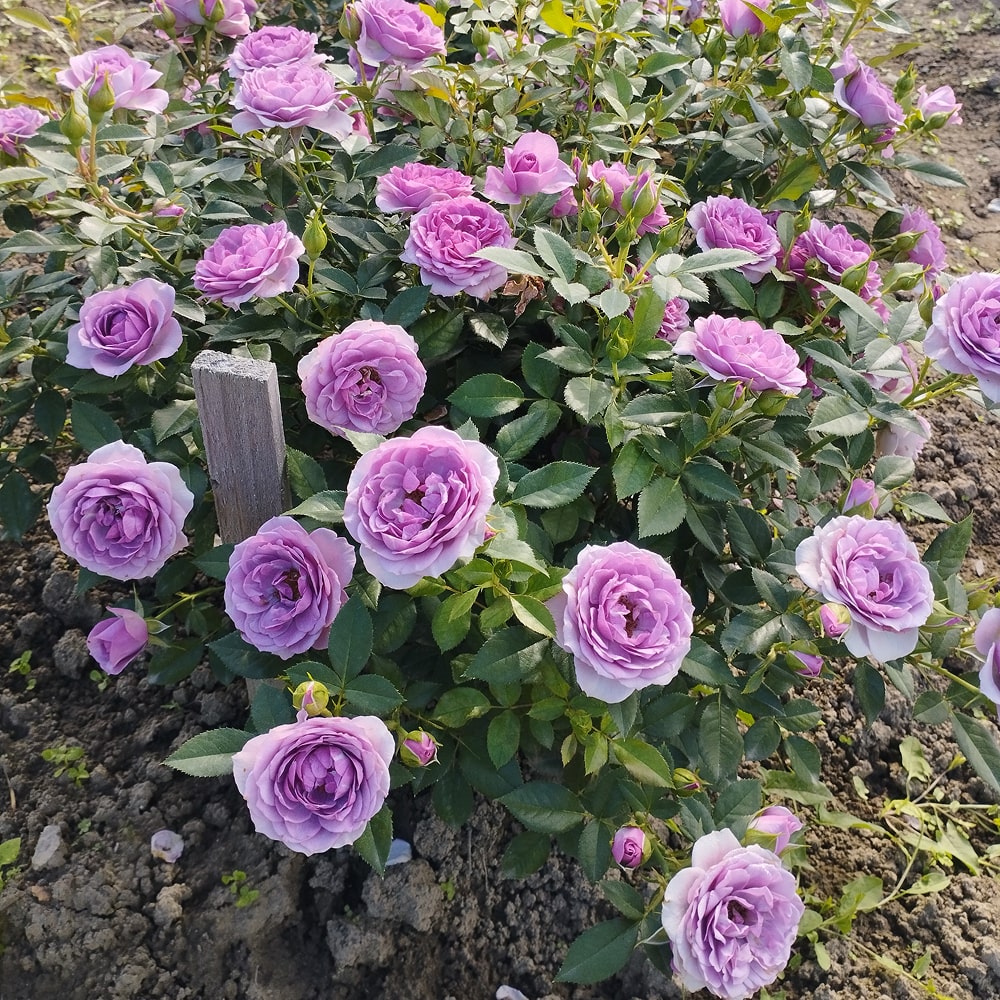 Лавендер Фловер Циркус (Lavender Flower Circus)