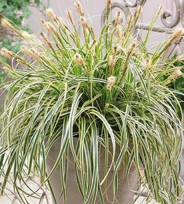 🌿 Carex "Feather Falls"