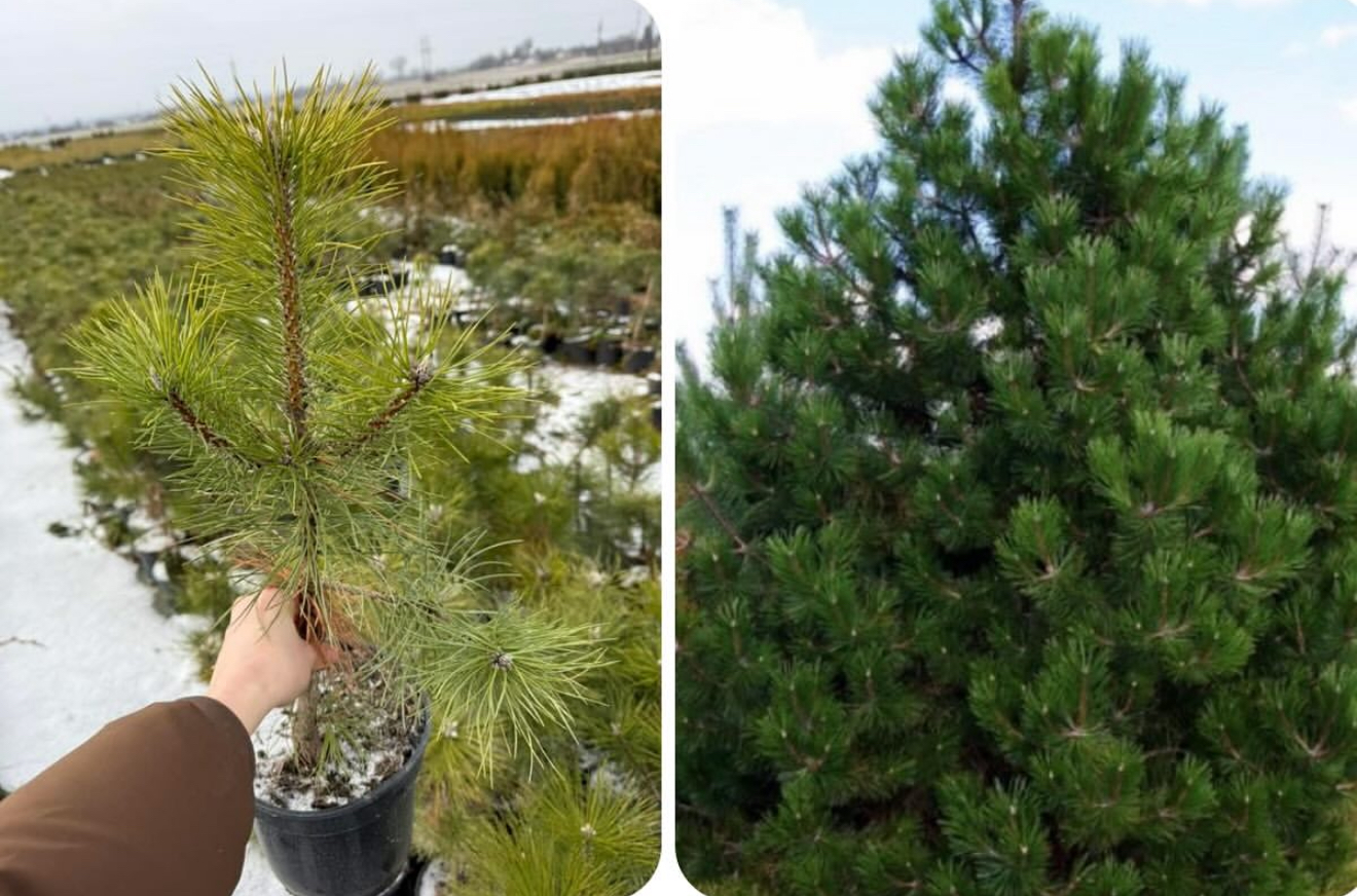 Сосна нігра 3 л