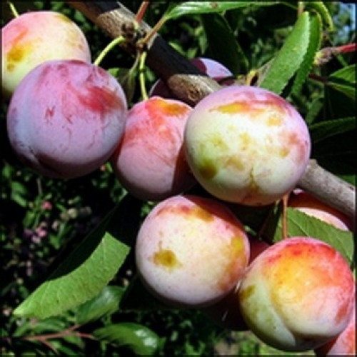 Слива Пам'ть Матері