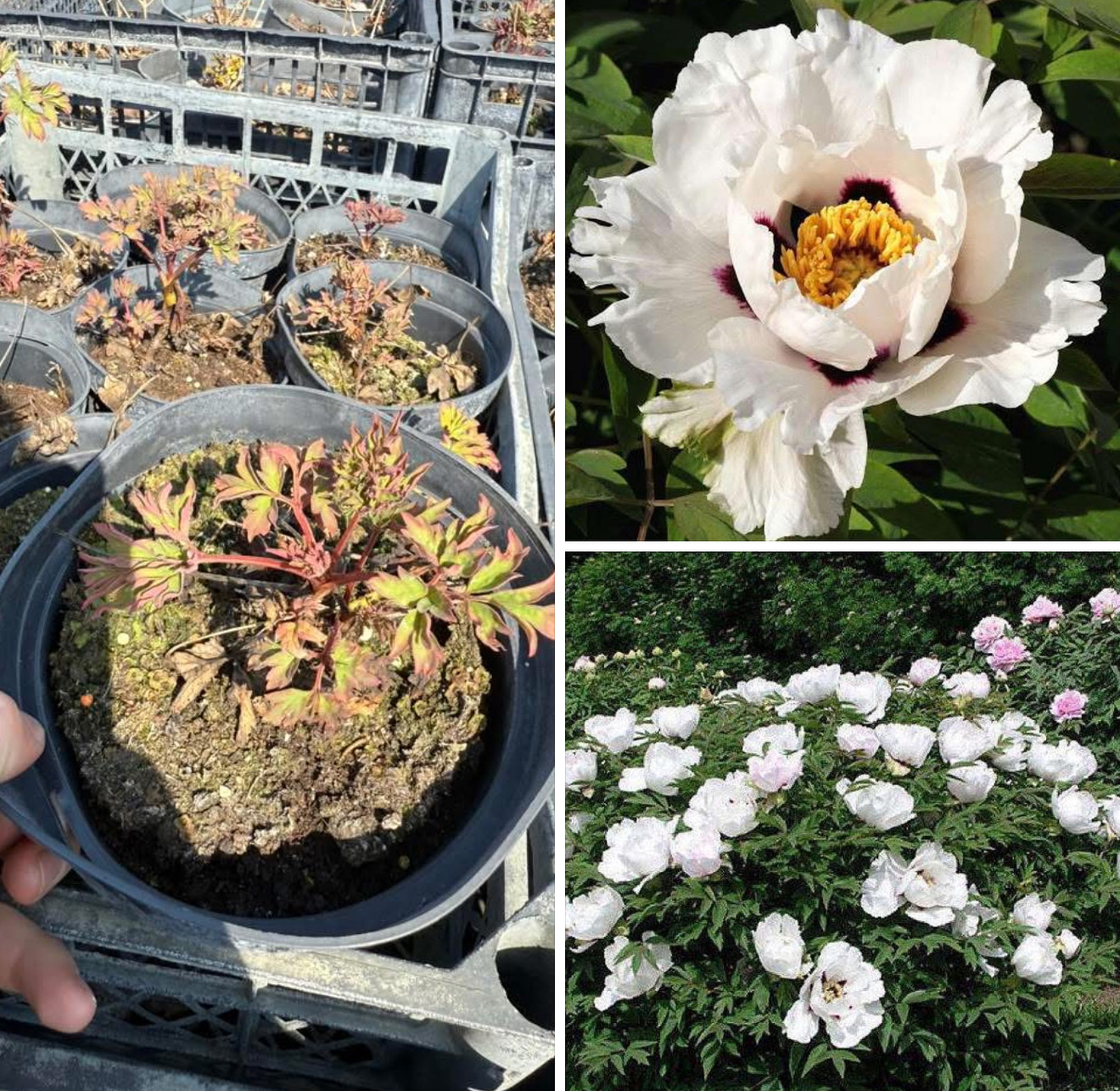 Піон деревовидний білий 1,5 л