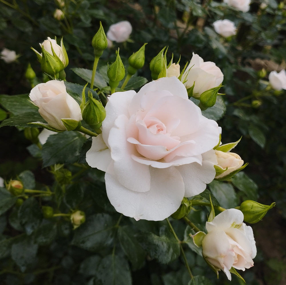 Аспірин (Aspirin Rose)