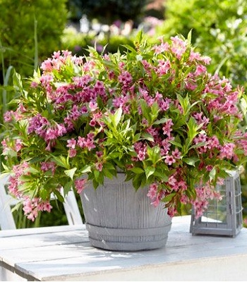 🌺 Вейгела квітуча Picobella Rosa (Вейгела "Пікобелла Роза")