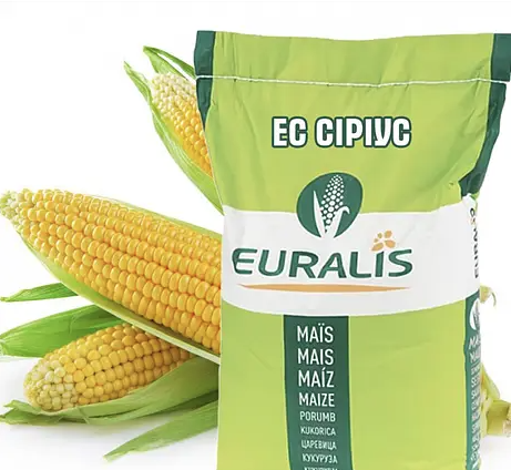 Насіння кукурудзи гібрид ЄС Сіріус ФАО 200 Кукурудза високої врожайності