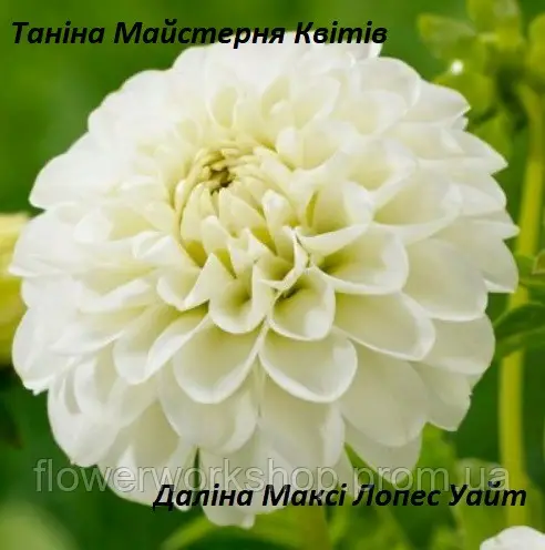 Жоржина Dalina Maxi Lopez White (касетна розсада)