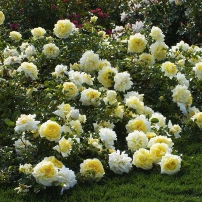 Надя Мейяндекор (Nadia Meillandecor)