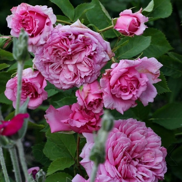 Б'єнвеню — Bienvenue