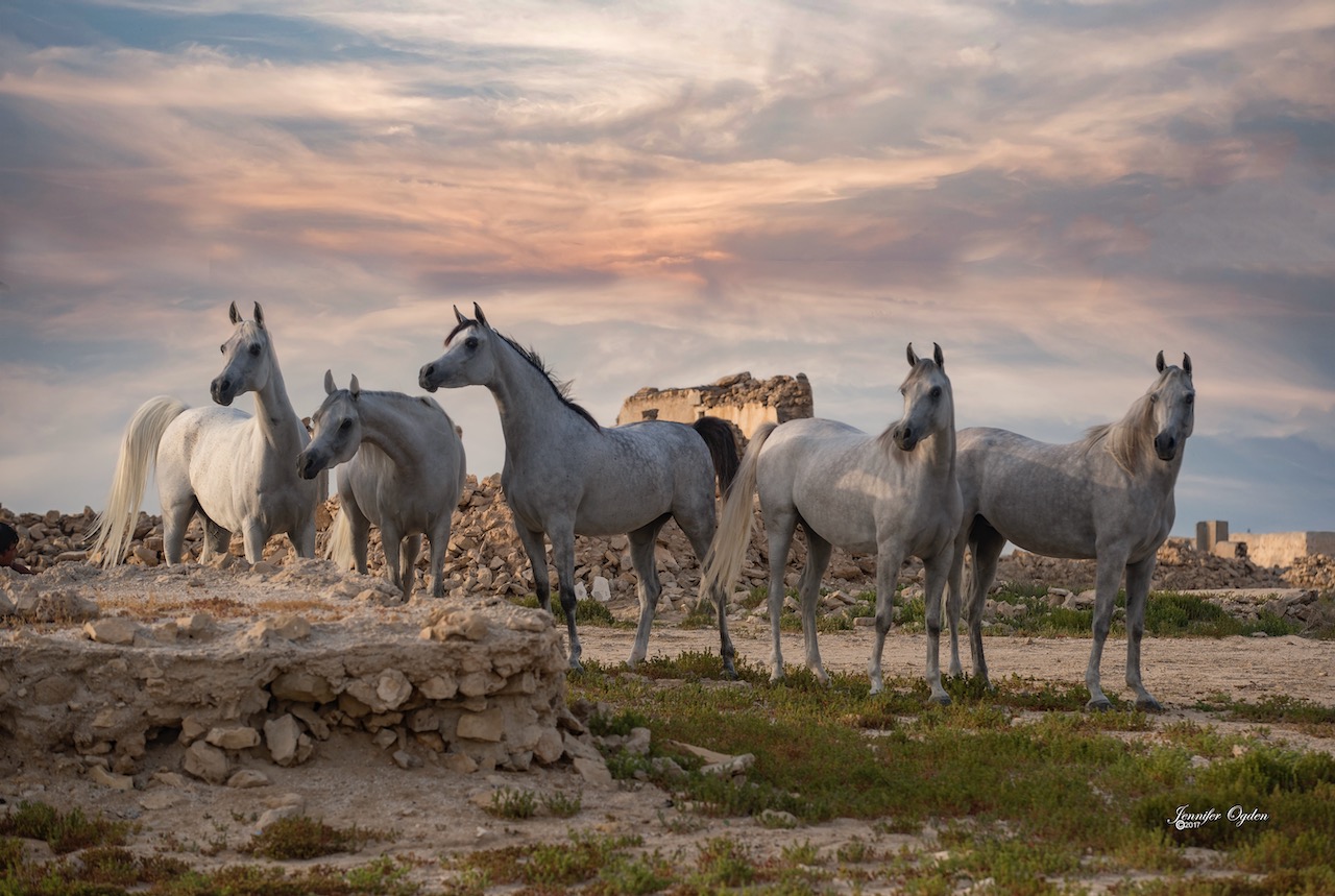 Mares in Al Jumail