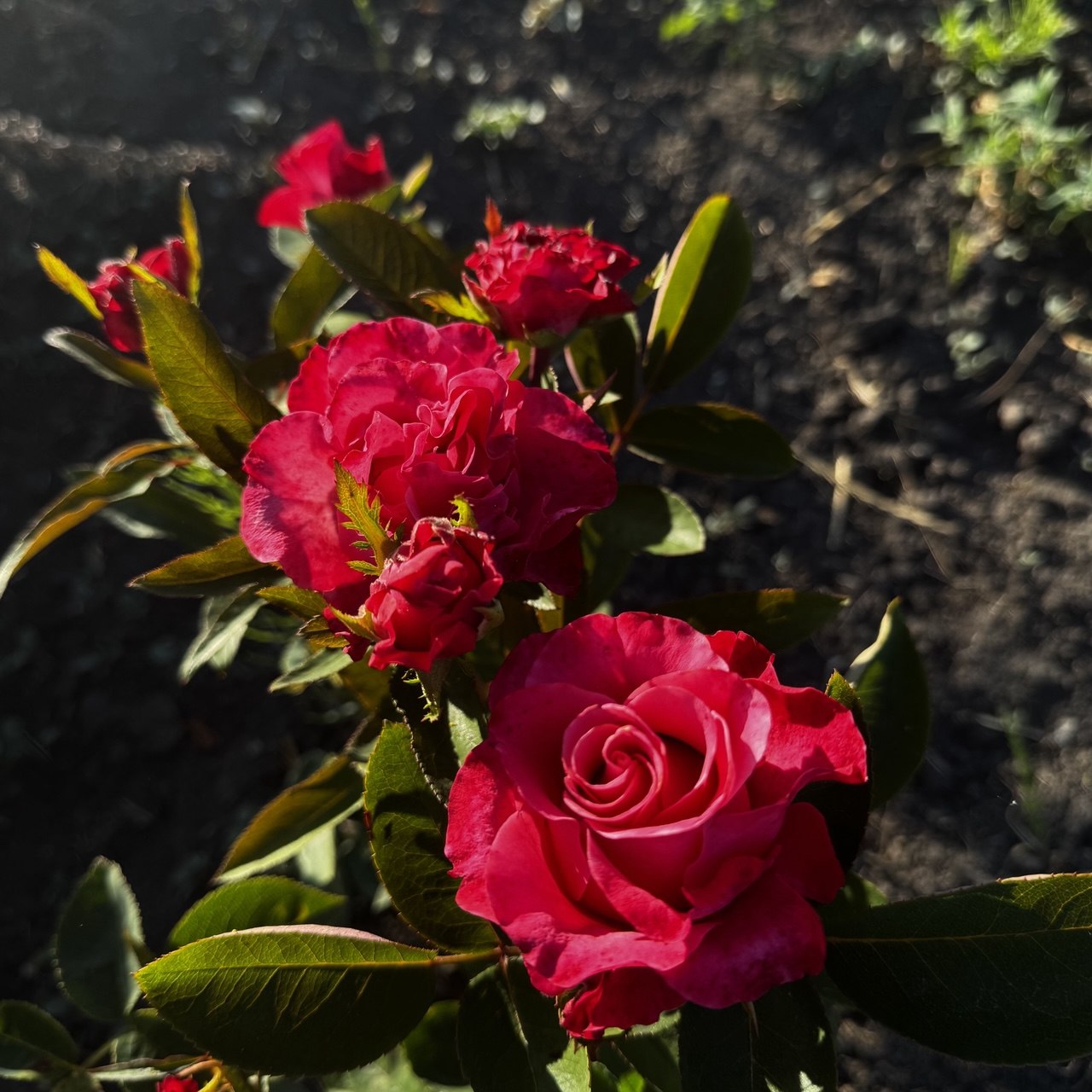 Пінк Таказі (Pink Takazi)