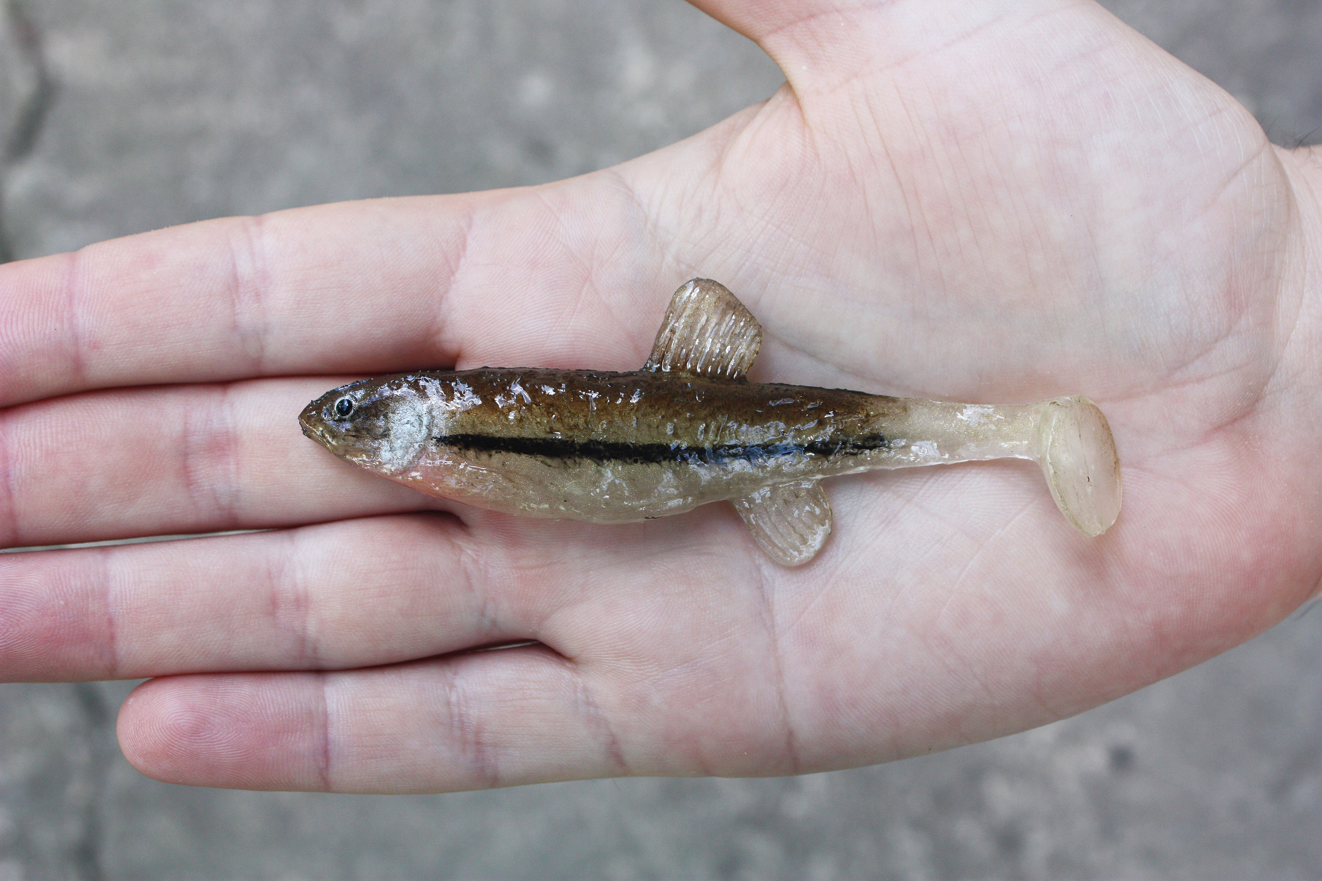 A&S Common Minnow 4