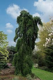 Ялиця нордмана Пендула  Abies nordmanniana Pendula/ h 60