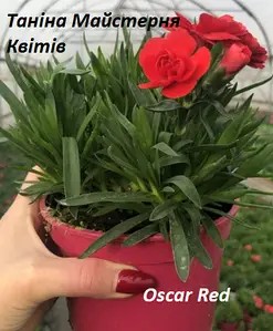 Гвоздика багаторічна Oscar Red (касетна розсада)