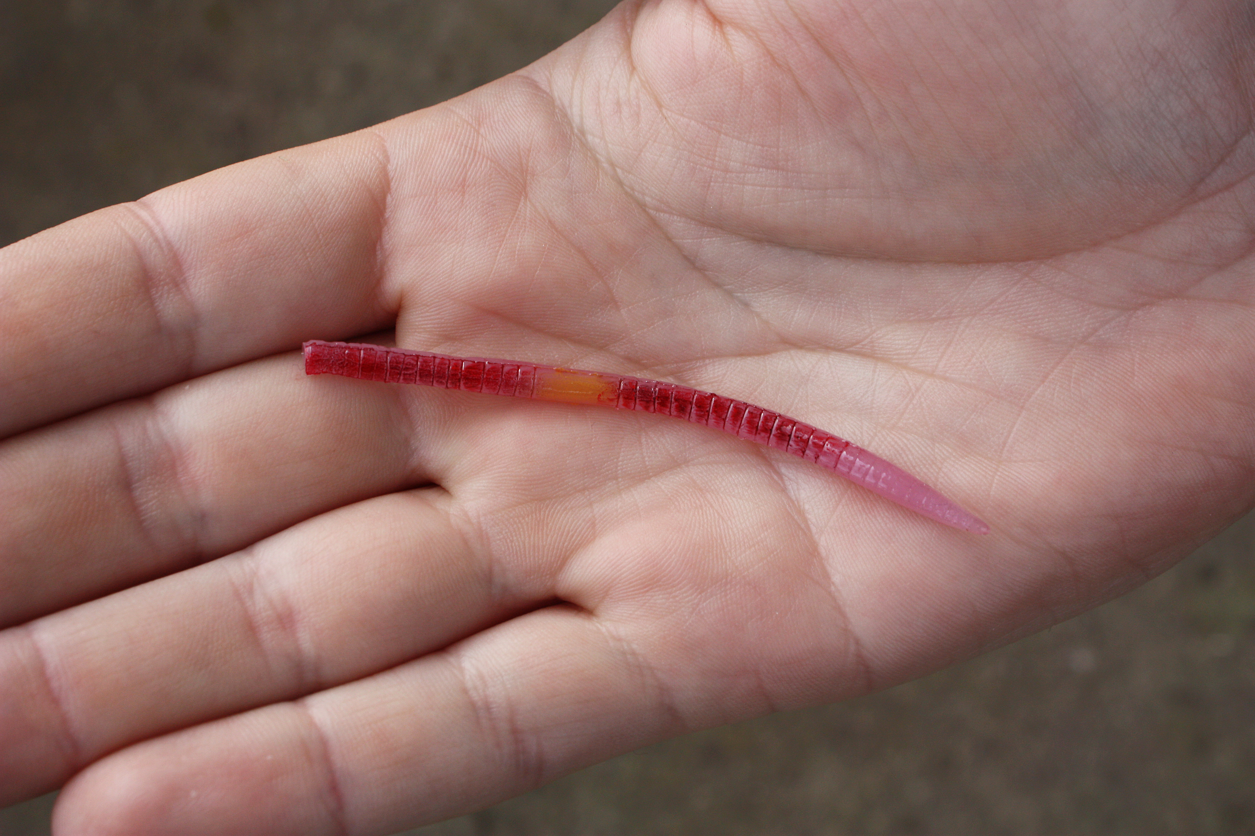 A&S Earthworm 3" (75мм)