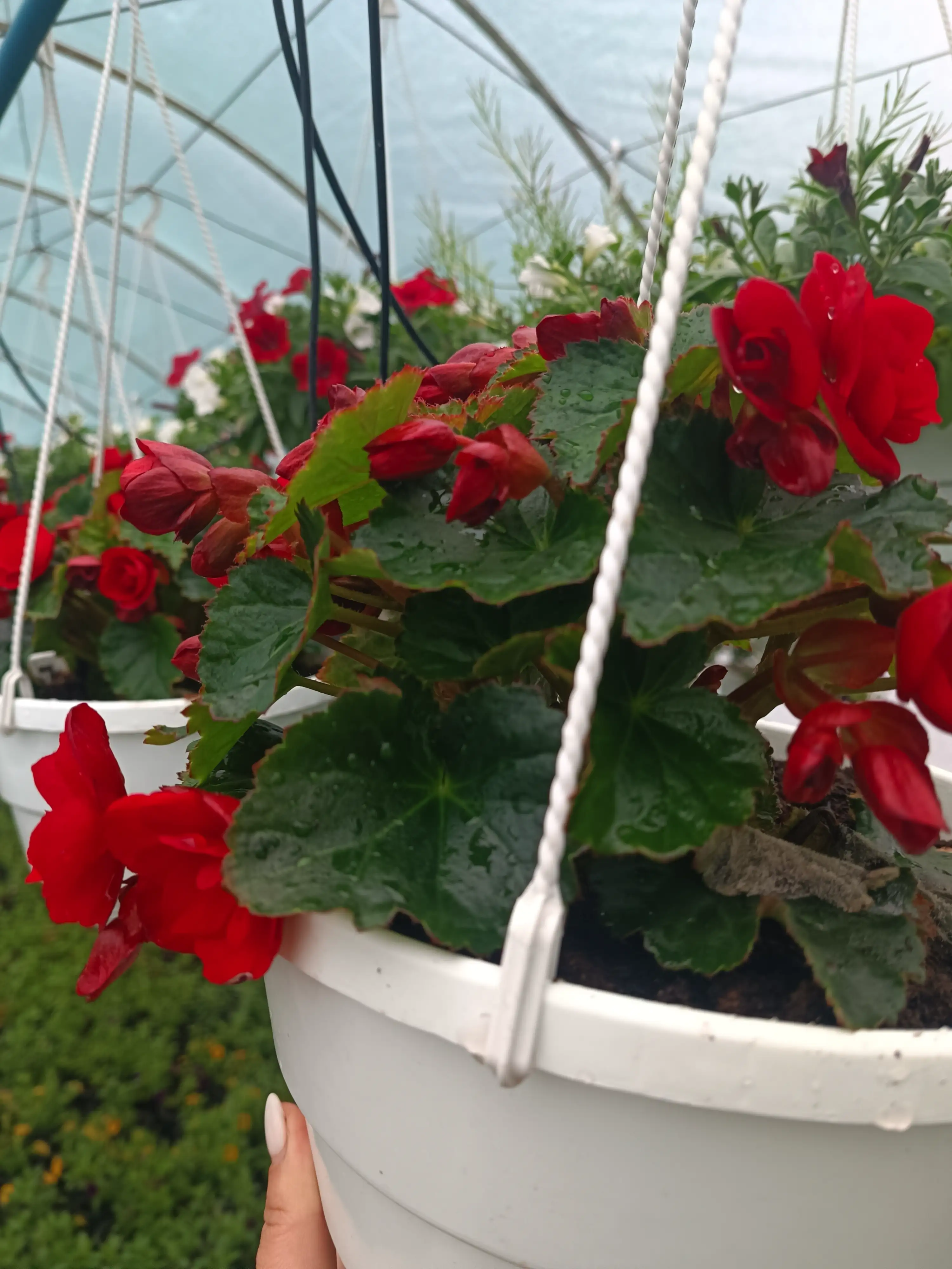 Бегонія багаторічна Cottage Vermillion Red