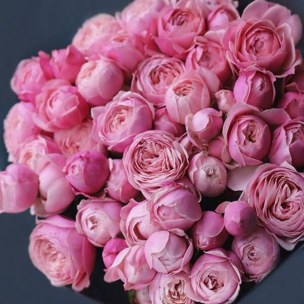 Сільва Пінк — Silva Pink