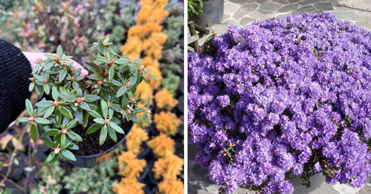 Рододендрон блю тіт