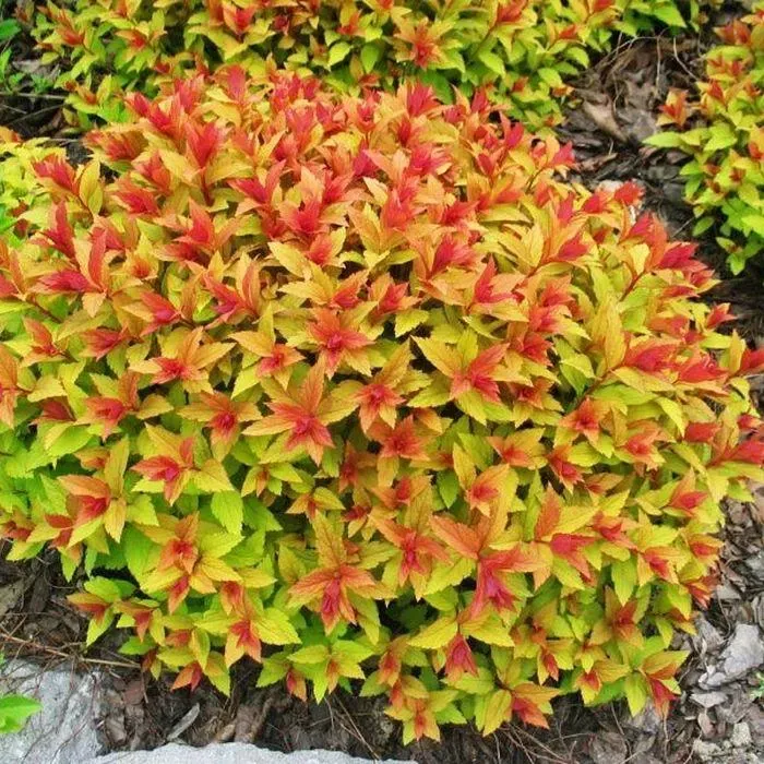 🌿 Спірея Голдфлейм (Spiraea japonica 'Goldflame')