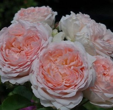 Кларас Чойс (Claras Choice)