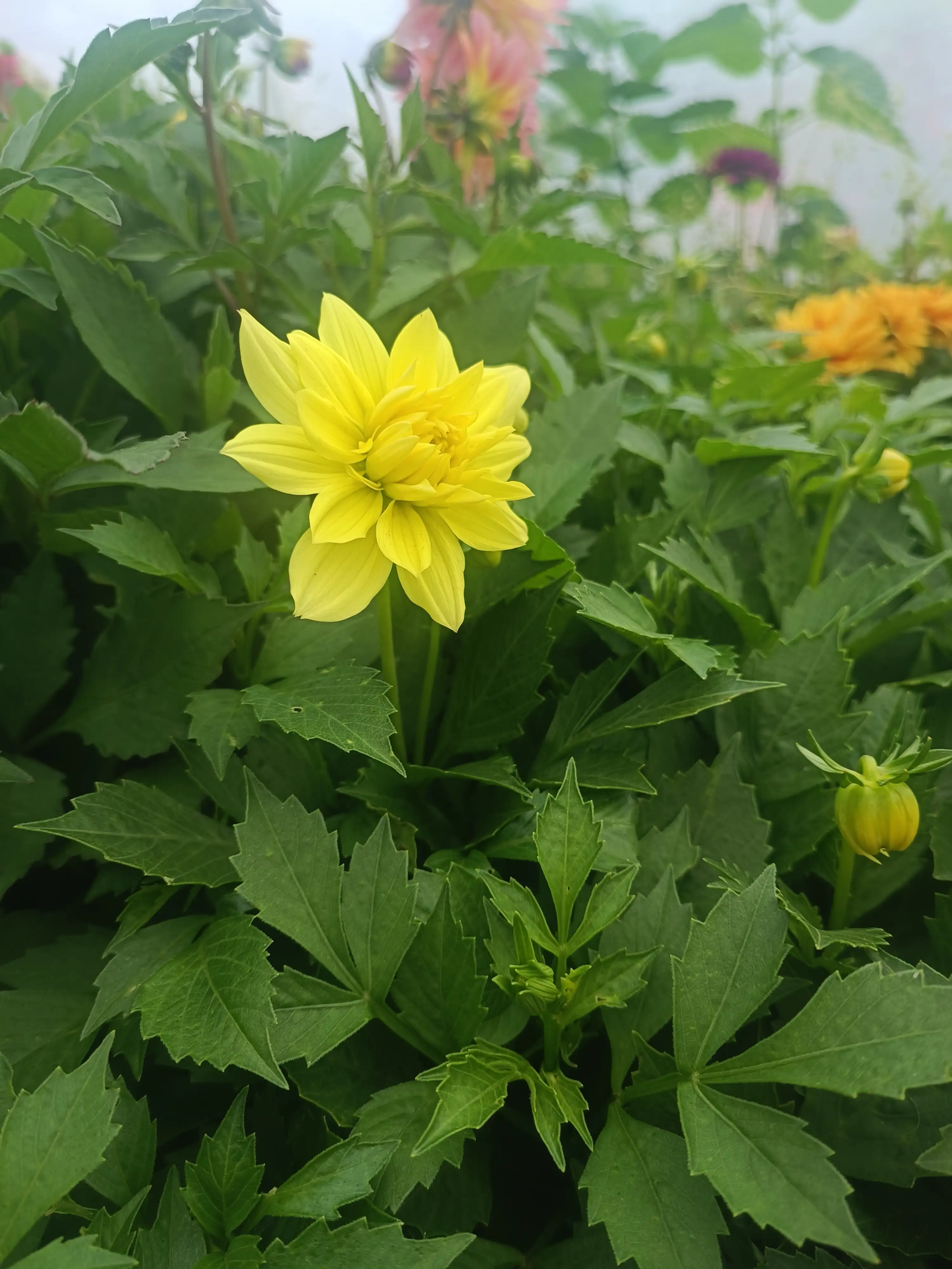 Жоржина Dalina Maxi Sonora (касетна розсада)