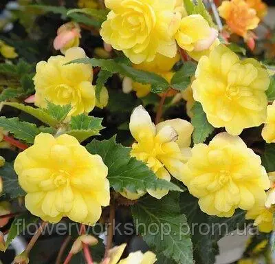 Бегонія ампельна Тuberhybrida Illumination® Lemon  ( в горщику )