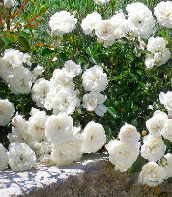 🌹 Троянда грунтопокривна "Swany"