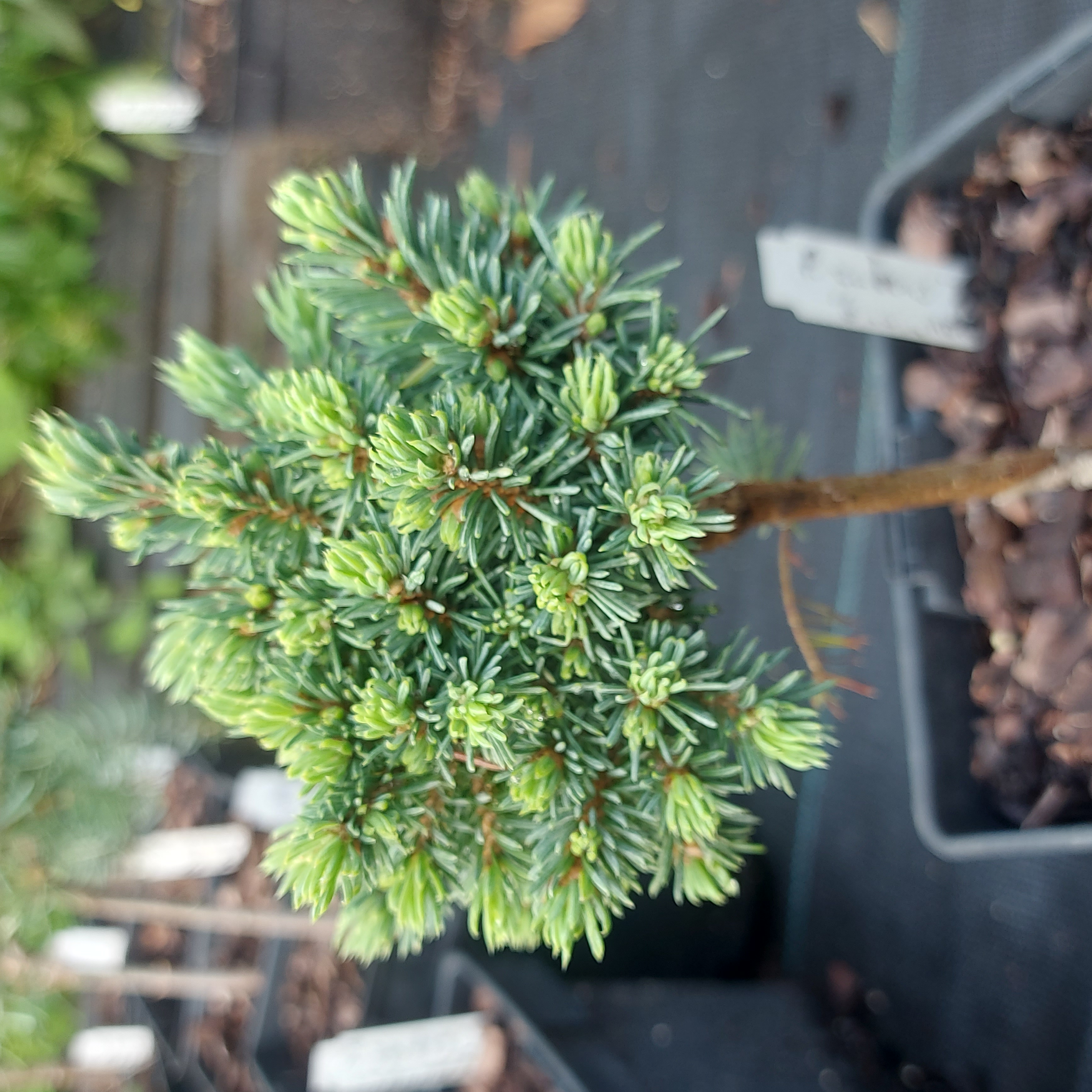 Picea glauca 'Little Globe' 