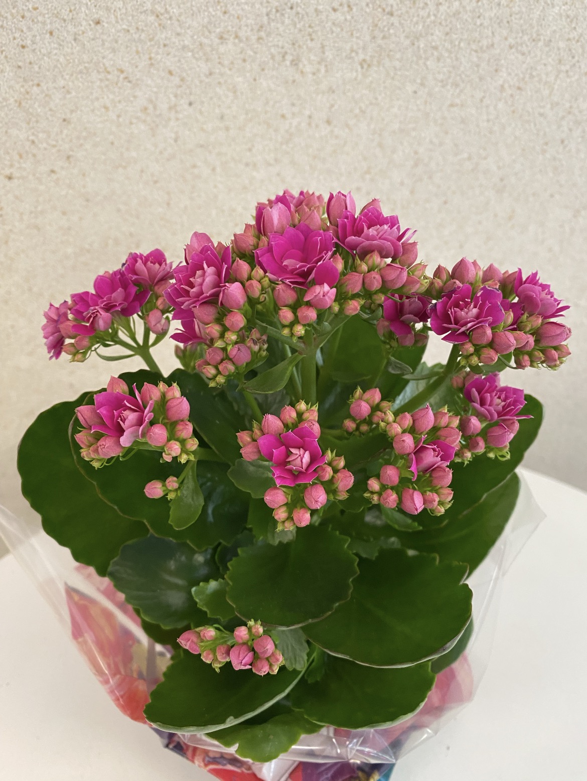 Kalanchoe
