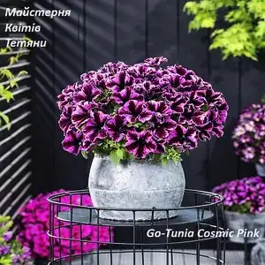 Петунія Go-Tunia Cosmic Pink (касетна розсада)