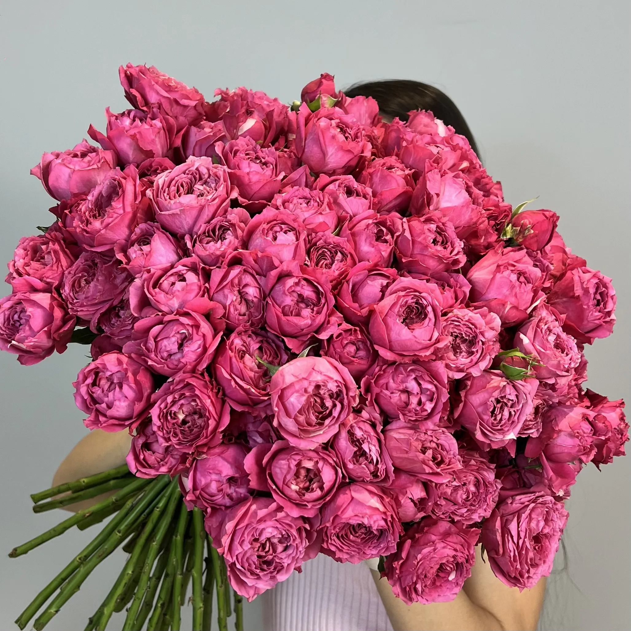 Juliet Garden Roses