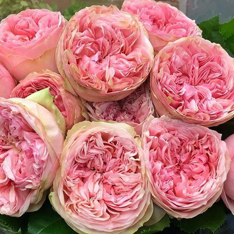 Прайд оф Джейн (Pride of Jane)