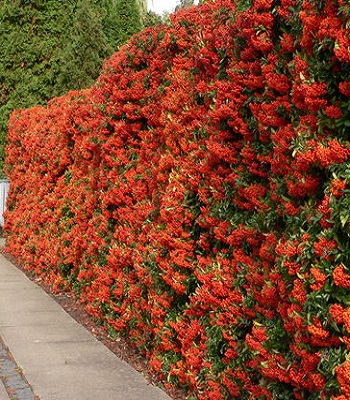 🌿 Піраканта "Red Cushion"