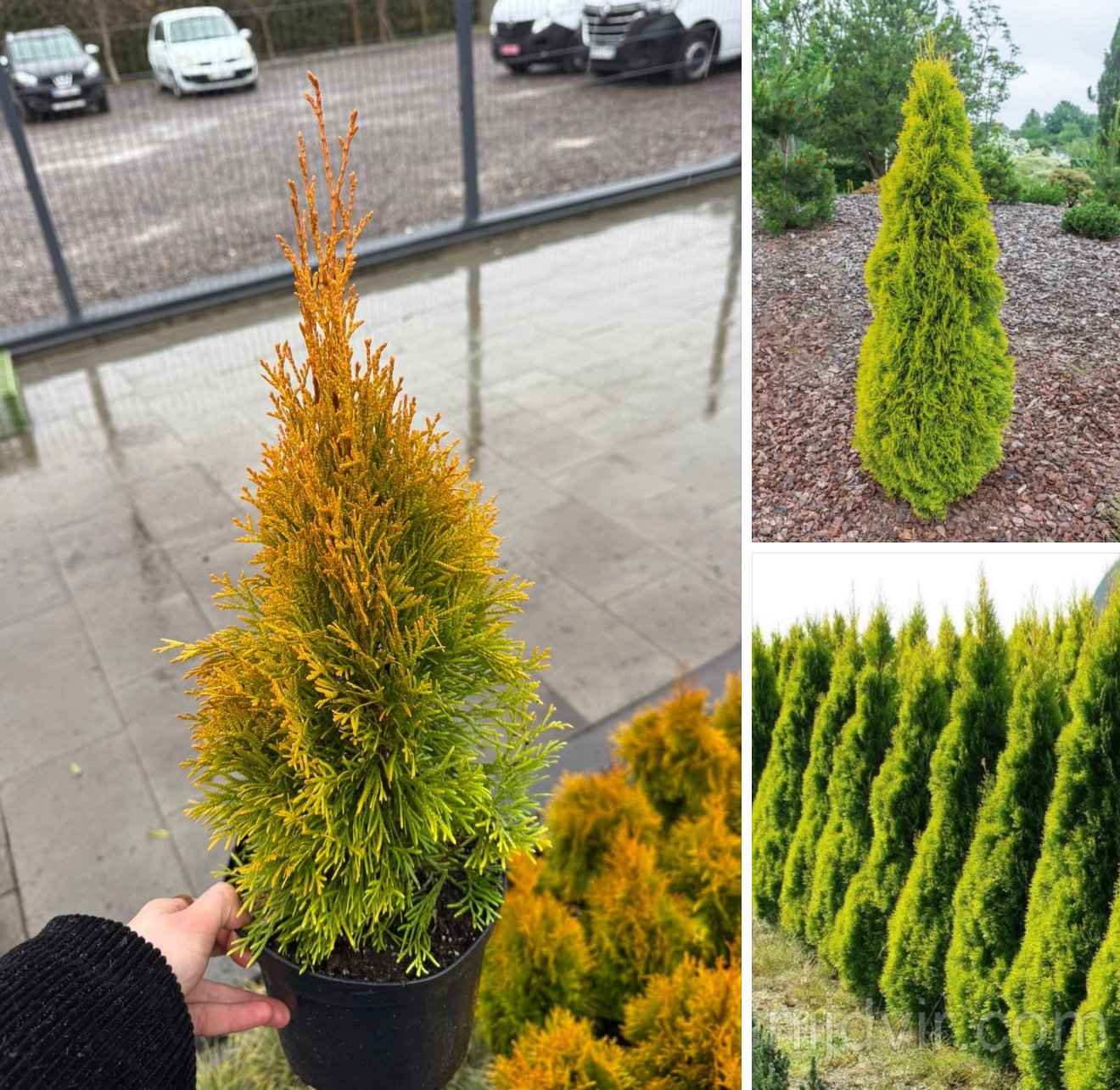 Туя голден смарагд 2 л