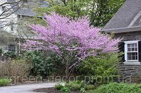 Церцис канадський "Еллі Кет" Cercis canadensis 'Alley Cat' /h 60-80