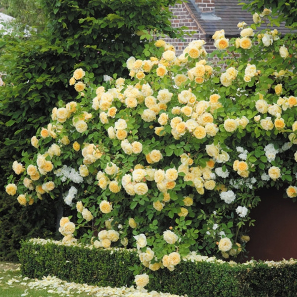 Тізінг Джорджія — Teasing Georgia